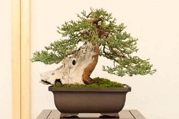 塞拉利昂杜松 - 展览中我最喜爱的一种，在燕陵盆景看到它的历史