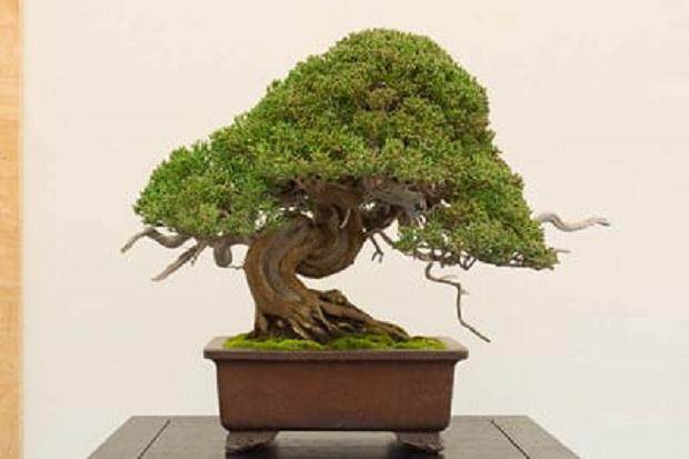 在湾岛盆景展出的棋谱盆景