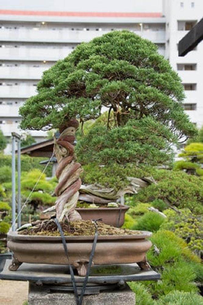 去年秋天去爱知县参观盆景园