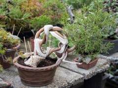 去年秋天去爱知县参观盆景园