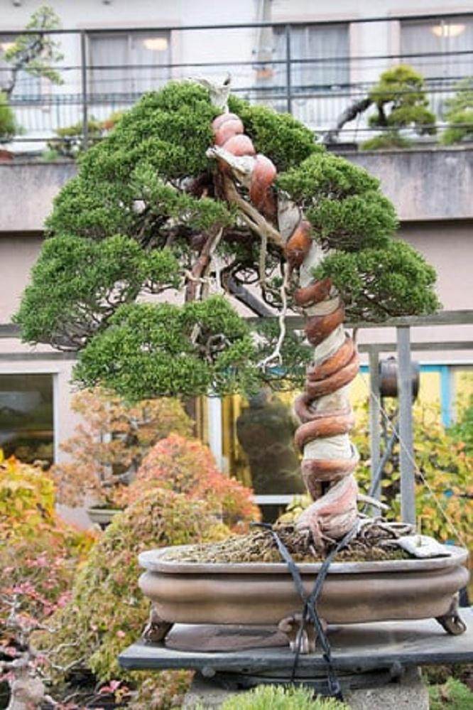 去年秋天去爱知县参观盆景园