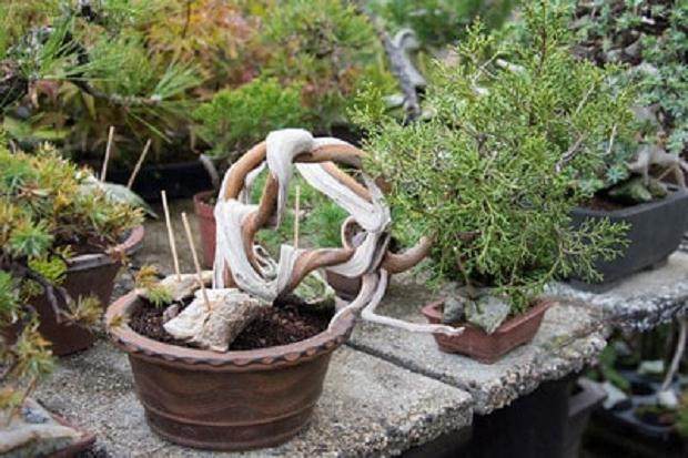 去年秋天去爱知县参观盆景园