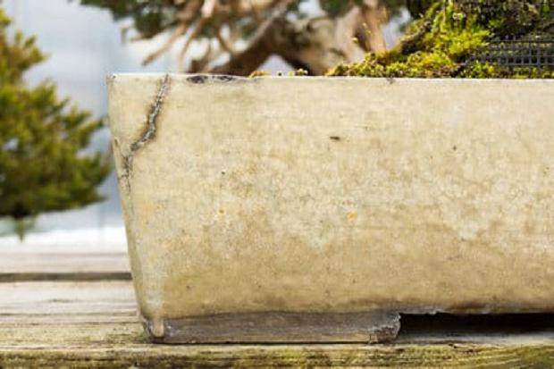 铃木信二盆景园里的盆子