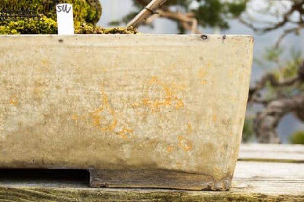 铃木信二盆景园里的盆子