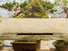 铃木信二盆景园里的盆子