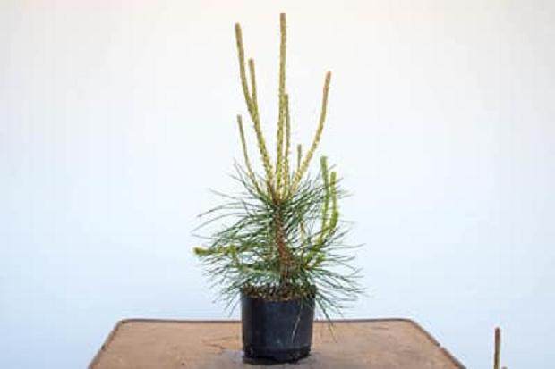 在蜡烛底部有花粉圆锥的烈性松树盆景