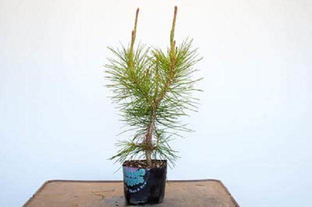 健康的松树盆景