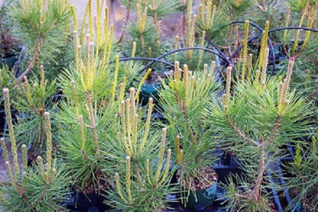 没有花粉锥，只有几个种子锥