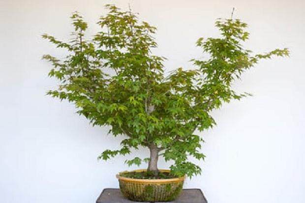 日本枫树盆景