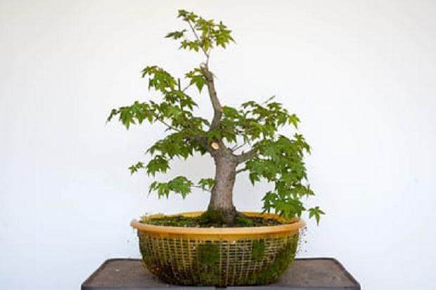 日本枫树盆景 - 修剪后