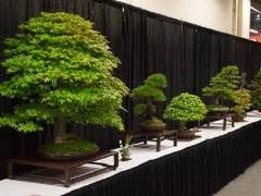 2016年旧金山盆景协会展览