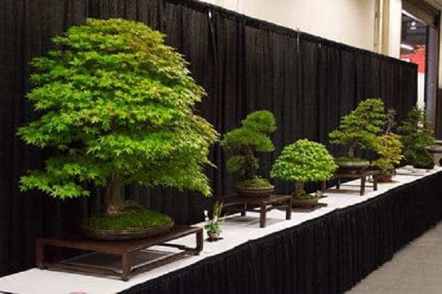 盆景在旧金山花园展示