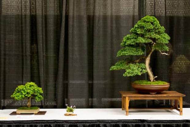 金斯维尔黄杨盆景