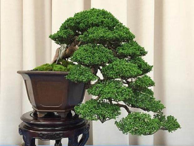 湾区盆景协会第35届年度展览