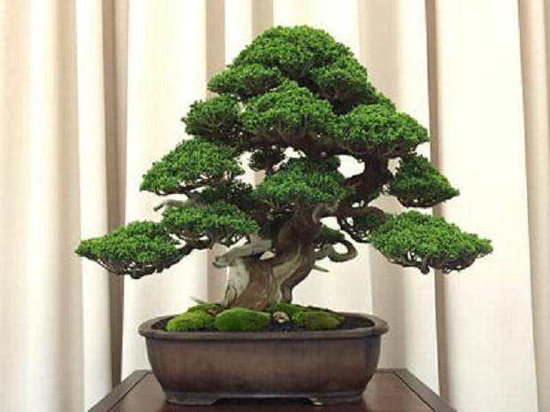 湾区盆景协会第35届年度展览