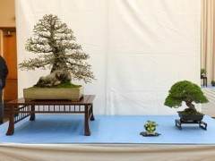 湾区盆景协会第35届年度展览