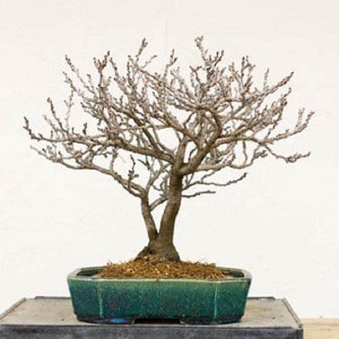 如何给紫藤盆景选择合适的盆子 图片