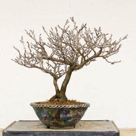 如何给紫藤盆景选择合适的盆子 图片
