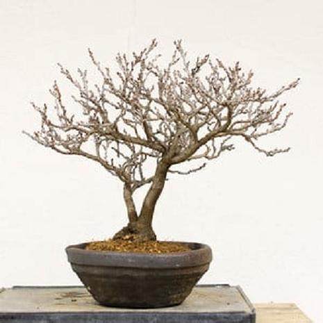 如何给紫藤盆景选择合适的盆子 图片