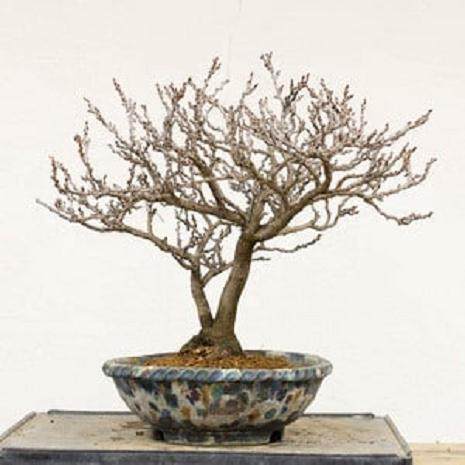 如何给紫藤盆景选择合适的盆子 图片
