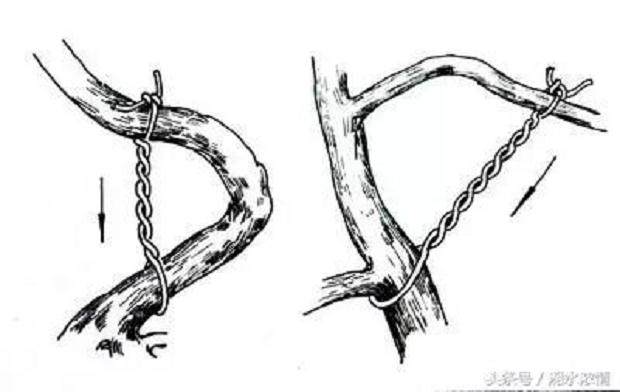 盆景制作技术:棕丝蟠扎法