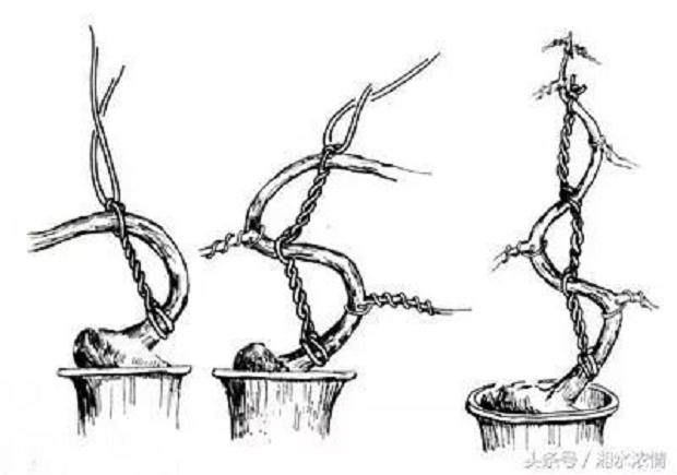 盆景制作技术 棕丝蟠扎法
