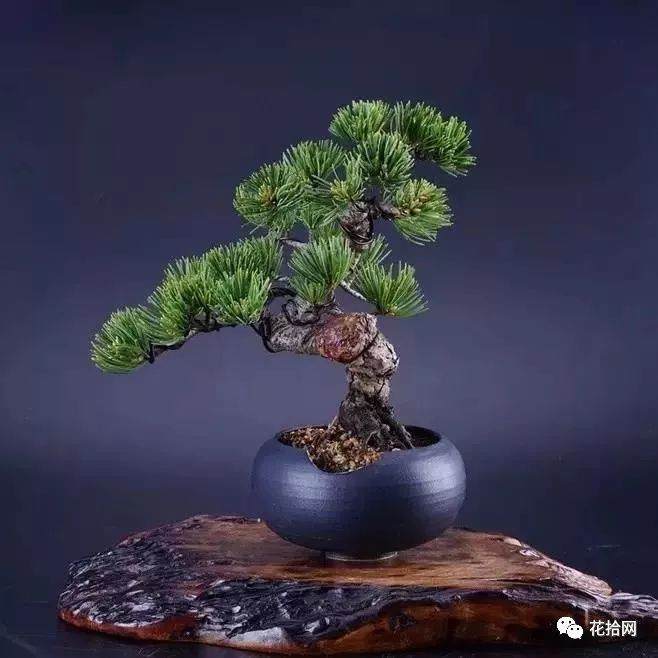 专访福建盆景艺术大师何舒桐