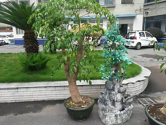 这小偷携妻带侄太奇葩 专偷盆景！