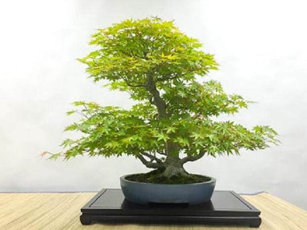 本月的湾岛盆景会议聚焦于日本枫树