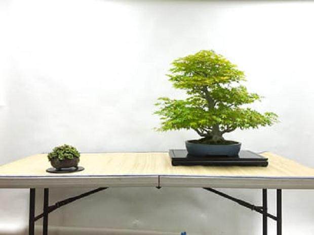 本月的湾岛盆景会议聚焦于日本枫树