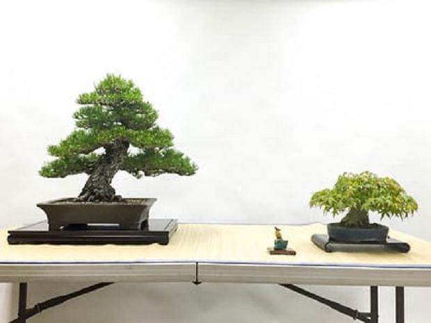 本月的湾岛盆景会议聚焦于日本枫树