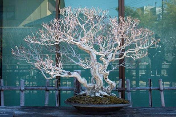 还没有参观大宫盆景博物馆的人 我强烈推荐它