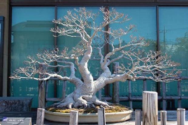 还没有参观大宫盆景博物馆的人 我强烈推荐它