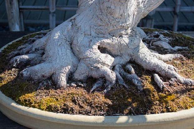 还没有参观大宫盆景博物馆的人 我强烈推荐它