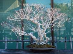 还没有参观大宫盆景博物馆的人 我强烈推荐它