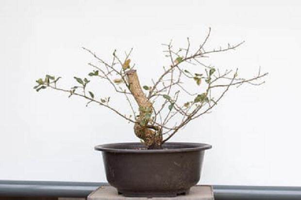 我用多余的浮石在盆景土壤中浇灌树木