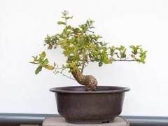 我用多余的浮石在盆景土壤中浇灌树木