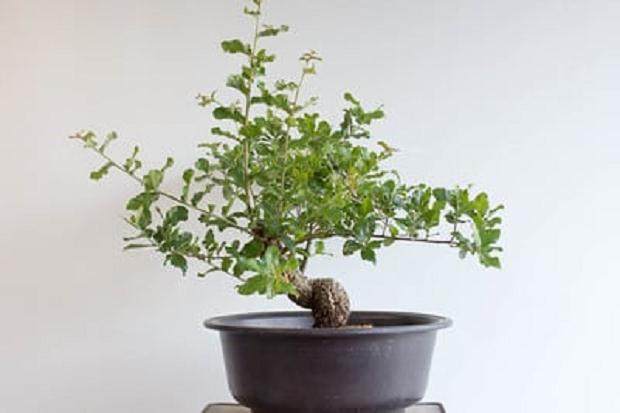 软木橡树 - 盆景修剪后没有压力迹象