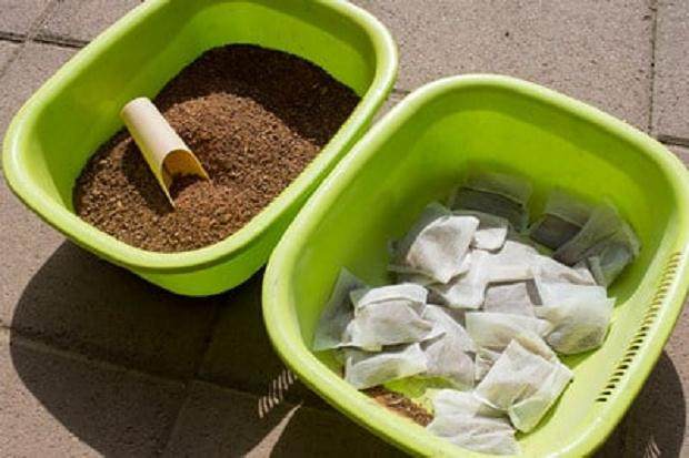 如何确保松树盆景在夏季强劲生长?