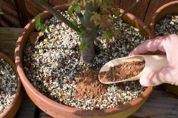 将棉籽粕用于土壤表面