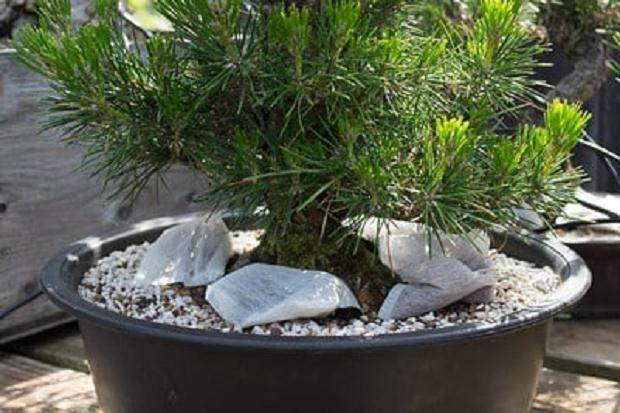 健康松树上的茶包 - 下周我会增加更多的包包