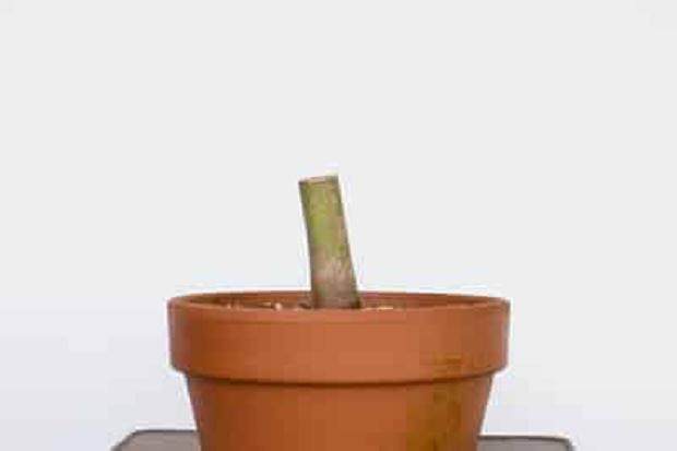 日本枫树盆景 - 此时没有新芽