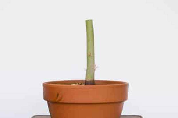 日本枫树盆景 - 树干上出现少量嫩枝