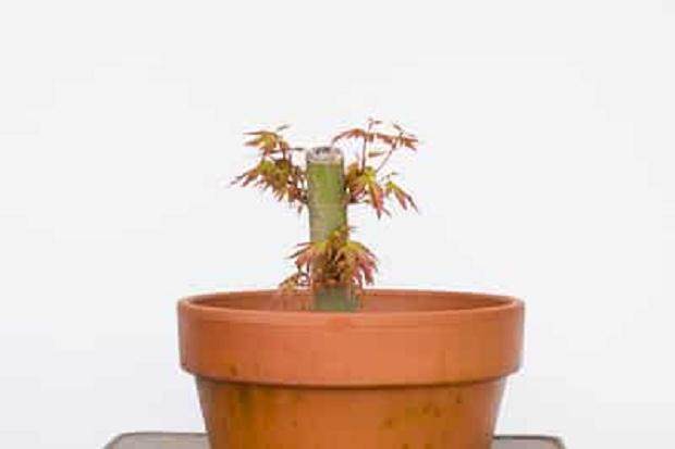 有大量新芽的日本枫树盆景