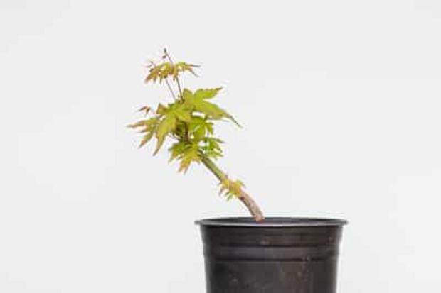 在年轻槭树盆景的春天叶子