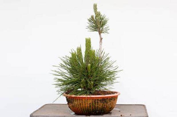 6岁的软木树皮黑松 - 最高的树枝是最原始的树叶