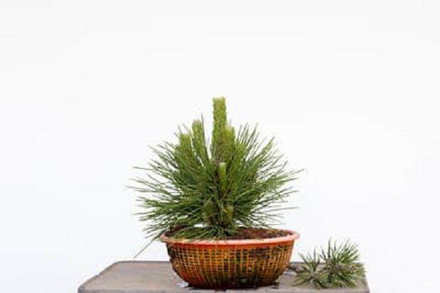 修剪最后的原始叶子后