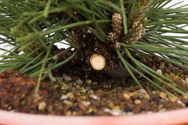 伤口原来的树干被切断