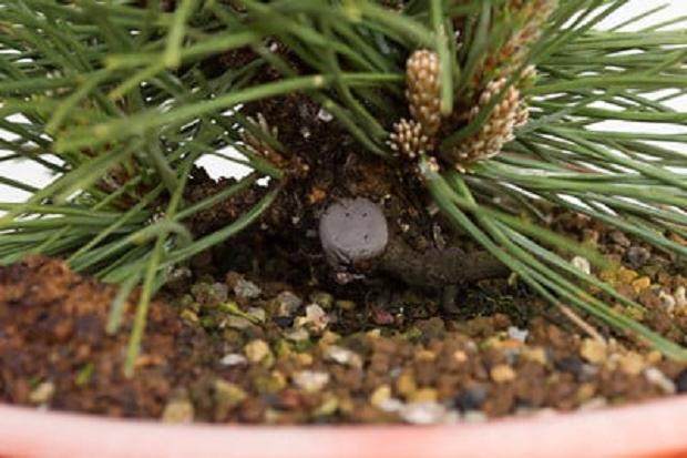 用切割的糊剂密封伤口后