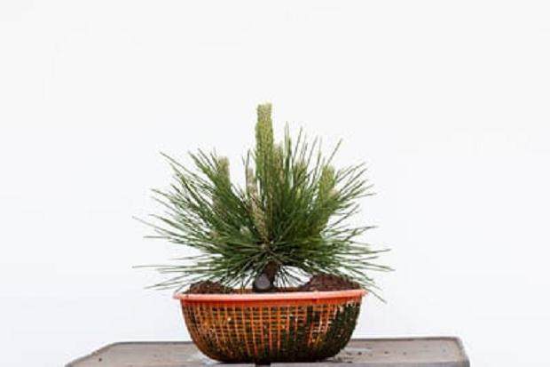 修剪原来的叶子后